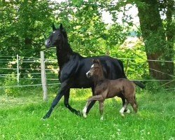 Pferd Hengst von Dynamic Dream / De Niro (Oldenburger, 2023, von Dynamic Dream)
