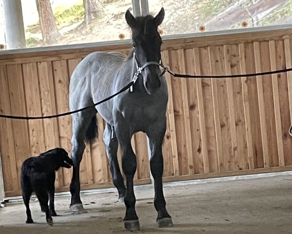 horse Valerio Vulkan XIX (Noric, 2024, from Valentino Vulkan XVIII) horse Valerio Vulkan XIX (Noric, 2024, from Valentino Vulkan XVIII)