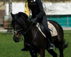 Springpferd Candy Xxxii (Deutsches Reitpony, 2004, von Unbekannt Pony)