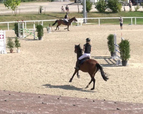 Reitturnier Bülach 2024
