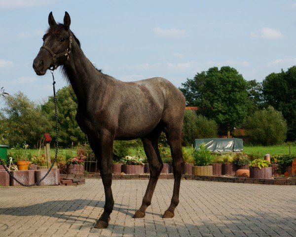 Pferd Caytens Comet (Hannoveraner, 2023, von Caytens)