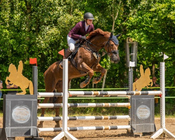 jumper Serena 66 (German Sport Horse, 2004, from Königstein)