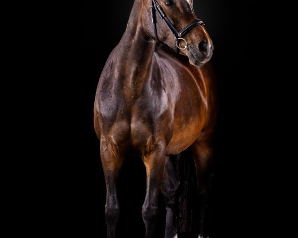 Springpferd Comtess (Hannoveraner, 2009, von Contendro I) Springpferd Comtess (Hannoveraner, 2009, von Contendro I)