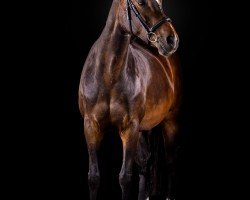 jumper Comtess (Hanoverian, 2009, from Contendro I)