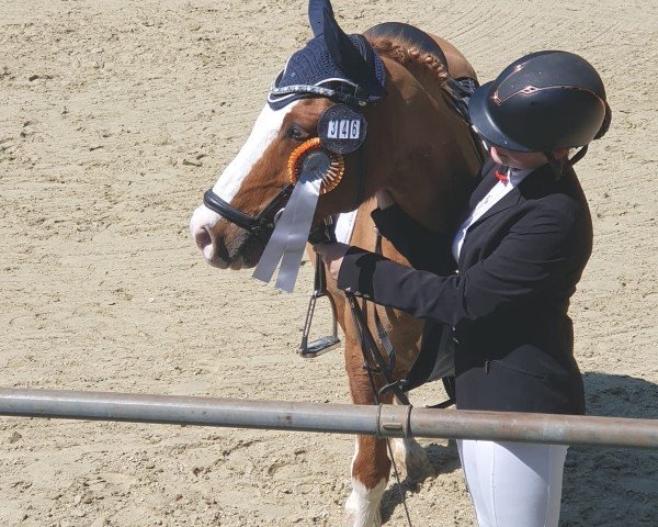 dressage horse Blue (German Riding Pony, 2006, from Timberland)