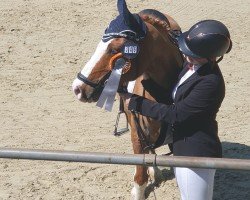 dressage horse Blue (German Riding Pony, 2006, from Timberland)
