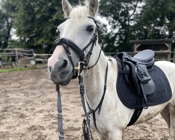 jumper Blond but Clever (German Riding Pony, 2010, from Falsario de Color)