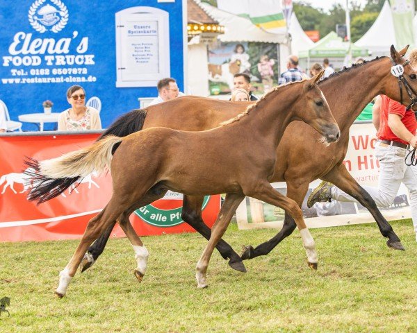 Pferd Richters New Greatest Showman (Deutsches Reitpony, 2024, von FS Next Diamond)