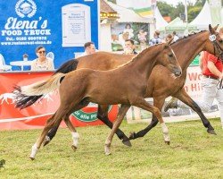 horse Richters New Greatest Showman (German Riding Pony, 2024, from FS Next Diamond)