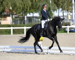 Zuchtstute Farah Diva Gs CH (Schweizer Warmblut, 2012, von Faustinus)