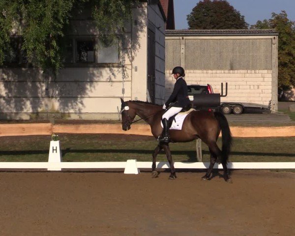 Reitturnier Pinnow 2024