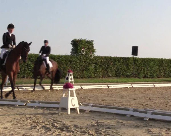 Reitturnier Ennigerloh-Neubeckum 2024