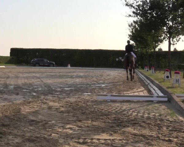 Reitturnier Ennigerloh-Neubeckum 2024