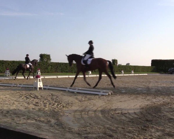 Reitturnier Ennigerloh-Neubeckum 2024