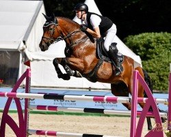 jumper Foodfox' Amerigo Vh Zandershof Z (Zangersheide riding horse, 2017, from Argento)