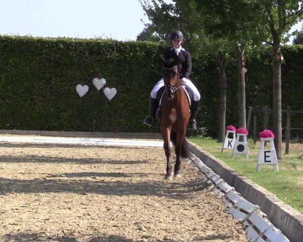 Reitturnier Ennigerloh-Neubeckum 2024