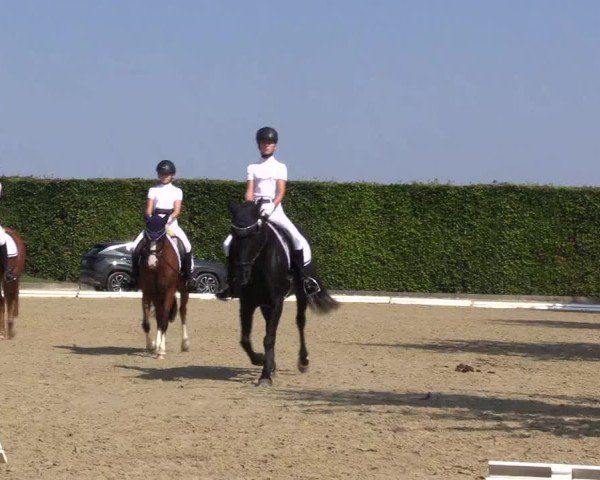 Reitturnier Ennigerloh-Neubeckum 2024