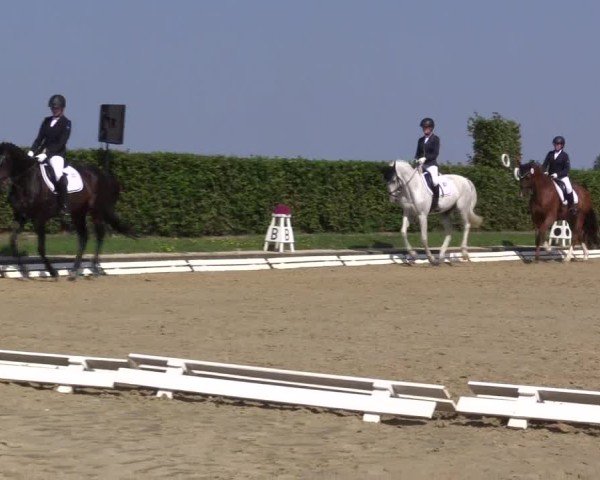 Reitturnier Ennigerloh-Neubeckum 2024