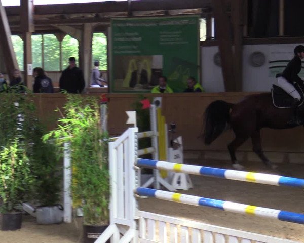 Reitturnier Steinheim 2021