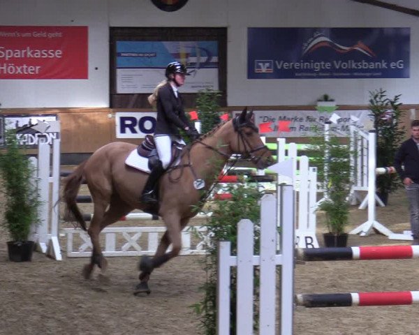 Reitturnier Steinheim 2021