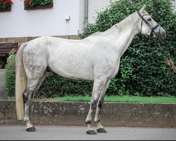 jumper Casimir LL (Hanoverian, 2014, from Castellano)