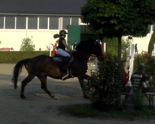 Reitturnier St.Wendel, Gestüt Welvert 2024