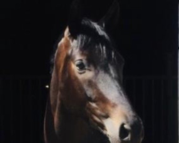 dressage horse Milli Royal (Oldenburg, 2016, from E.H. Millennium)