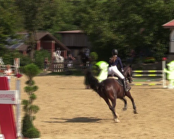 Reitturnier Vlotho-Valdorf 2024