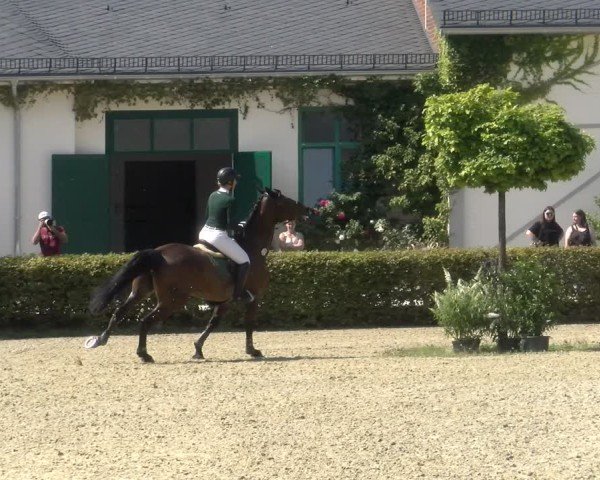Reitturnier St.Wendel, Gestüt Welvert 2024