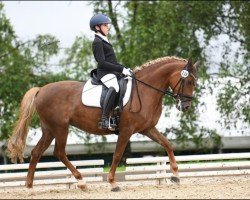 dressage horse Nashira E von Ellerbachtal (German Riding Pony, 2017, from Nashville WH)