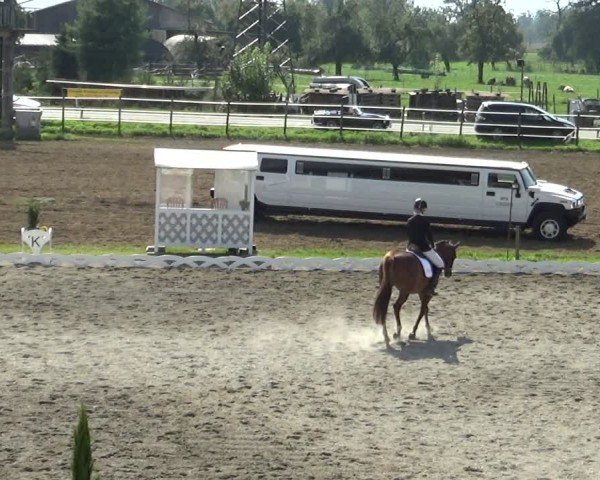 Reitturnier Dornbirn 2024