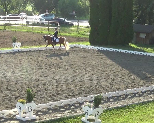 Reitturnier Dornbirn 2024