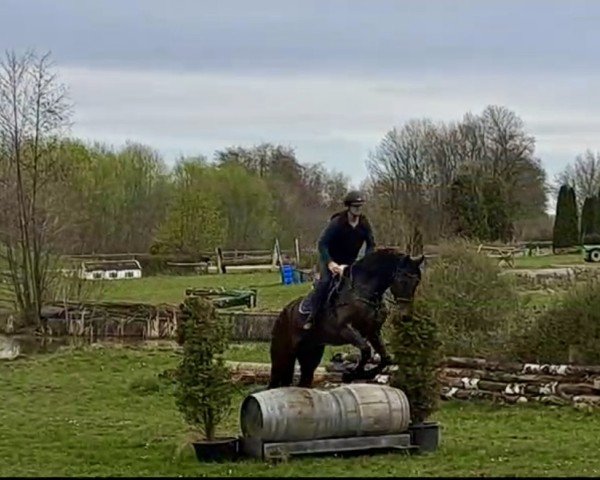 jumper Karuso 55 (Westphalian, 2018, from Karajan)