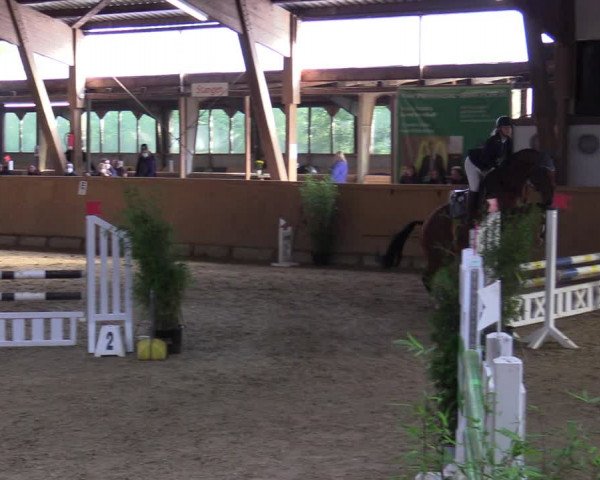 Reitturnier Steinheim 2021