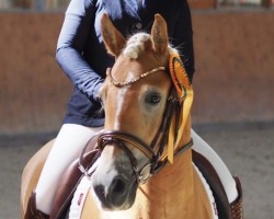 broodmare Anouk Milou W (Edelbluthaflinger, 2021, from DSP Ariano v. CJD-Gest_t)