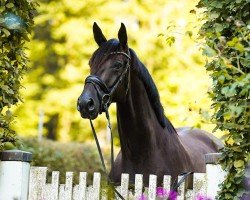dressage horse Escanero S (Westphalian, 2020, from Escamillo)