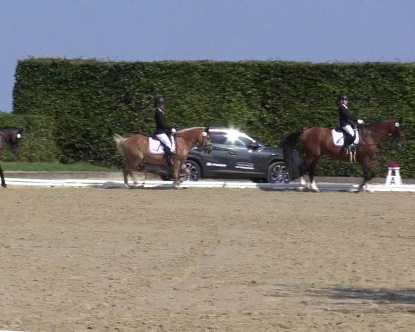 Reitturnier Ennigerloh-Neubeckum 2024