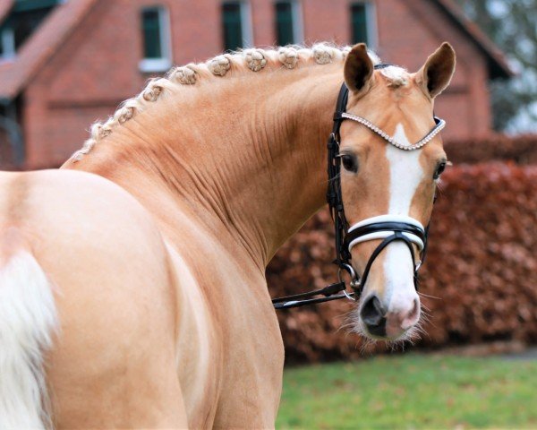 stallion Steendieks California Gold (German Riding Pony, 2018, from Steendieks California Blue DL)