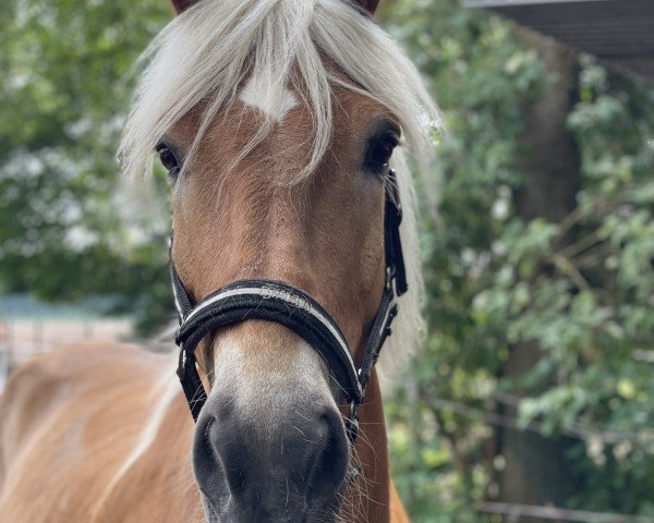jumper Amazing Jack (Haflinger, 2008, from Alabaster B)