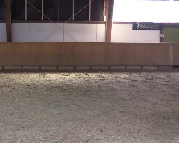 Reitturnier Steinheim 2021