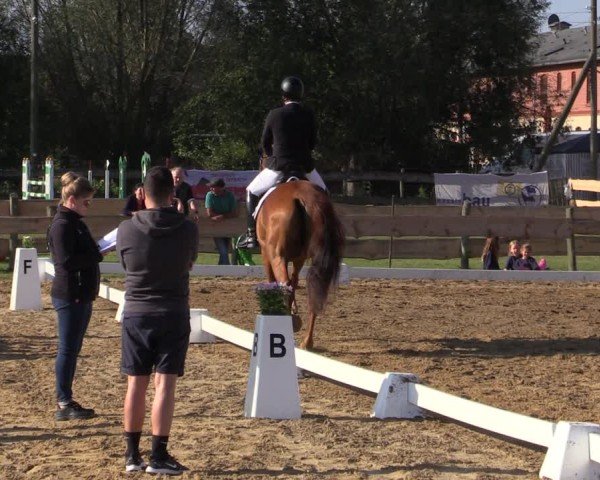 Reitturnier Pinnow 2024