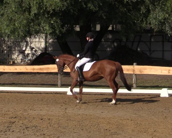 Reitturnier Pinnow 2024