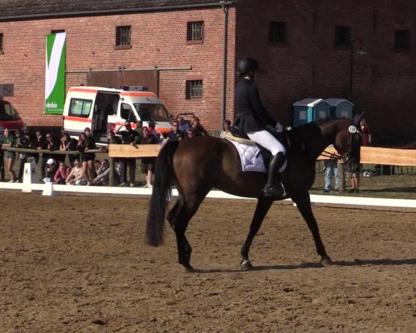 Reitturnier Pinnow 2024