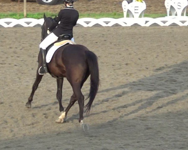 Reitturnier Dornbirn 2024