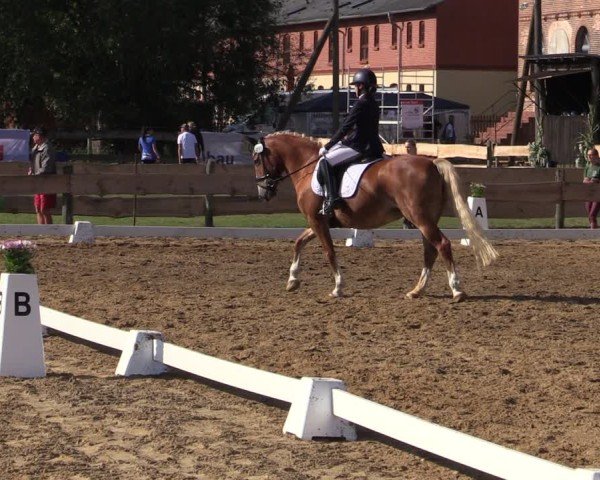 Reitturnier Pinnow 2024