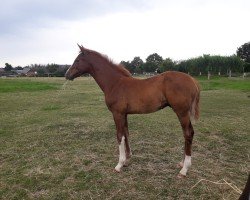 horse Kaleu (Holsteiner, 2022, from Keaton HV)