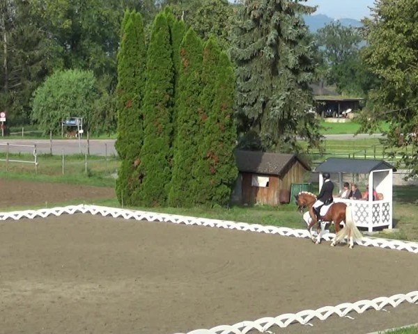 Reitturnier Dornbirn 2024