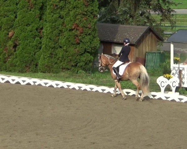 Reitturnier Dornbirn 2024