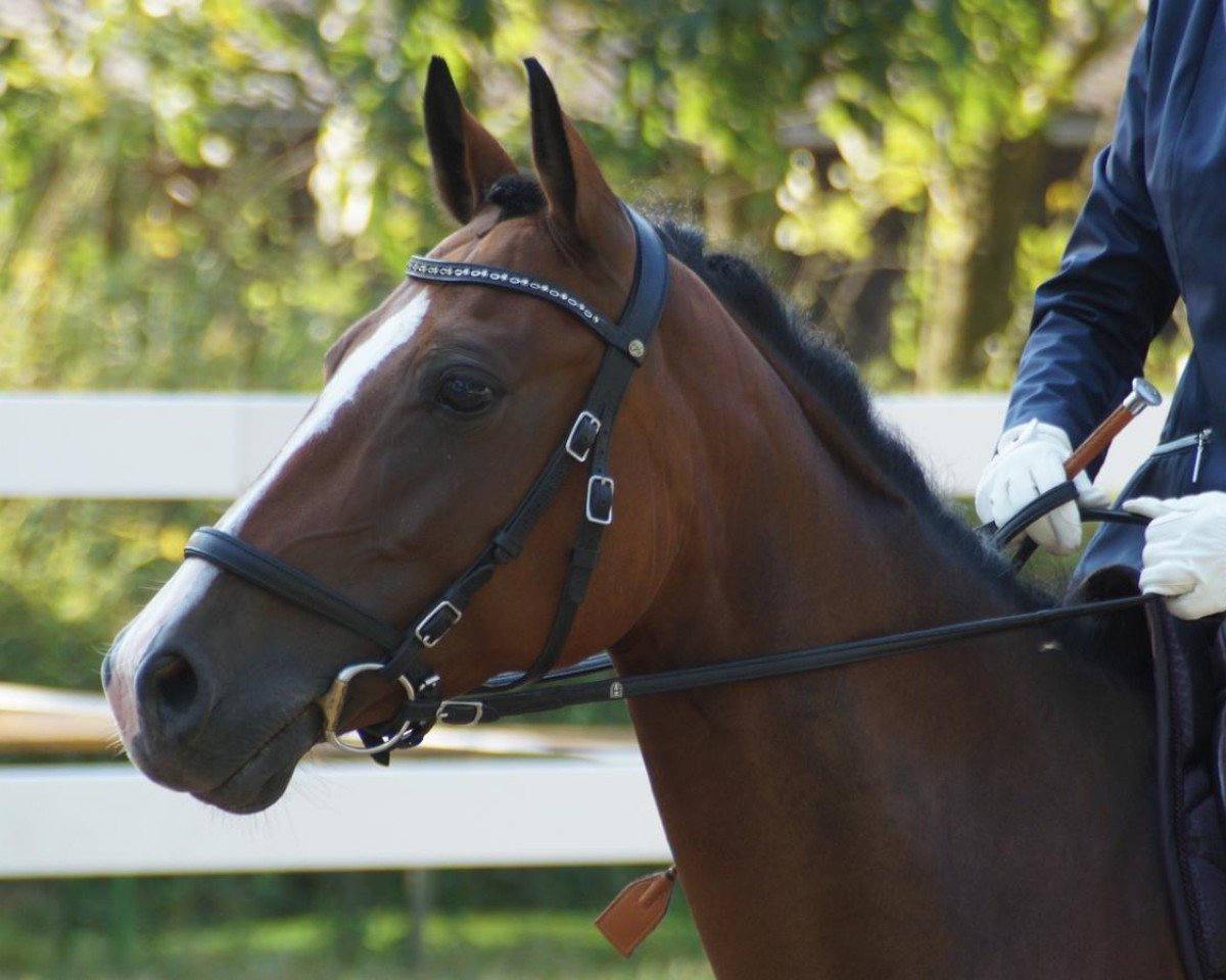 horse Steverheides Ottilie (German Riding Pony, 2018, from Offshore Energy R)
