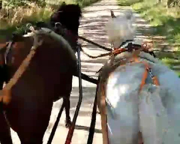Video of Lady Lilly HWK